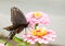 Ventral view of a Black Eastern Swallowtail