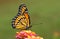 Ventral view of a brilliant Viceroy butterfly on colorful Lantana flower