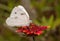 Ventral view of a Checkered White butterfly