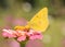 Ventral view of a Clouded Sulphur butterfly