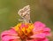 Ventral view of a Common Checkered Skipper butterfly