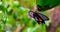 Ventral view of a common mormon butterfly, colorful tropical insect specie from Asia