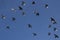 Ventral view of flock of domestic pigeons flying in formation