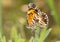 Ventral view of a freshly eclosed, tiny, Gorgone Checkerspot butterfly perched on a leaf