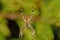 Ventral view of the garden spider, Araneus diadematus