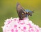 Ventral view of a Green Swallowtail butterfly