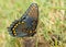 Ventral view if a beautiful Red-spotted Purple Admiral butterfly