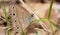 Ventral view of a Little Wood Satyr butterfly resting on a blade of grass