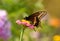 Ventral view of a male Eastern Black Swallowtail butterfly feeding on a pink Zinnia