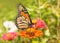 Ventral view of a Monarch butterfly feeding in a summer garden