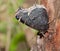 Ventral view of Mourning Cloak butterfly