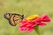 Ventral view of a stunningly beautiful Viceroy butterfly on a hot pink Zinnia flower