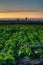 Ventura farmland against Oxnard city lights.