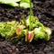 Venus flower flycatcher, an insectivorous plant growing in the ground