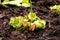 Venus flower flycatcher, an insectivorous plant growing in the ground