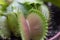 Venus Fly Trap - Dionea Muscipula in Latin