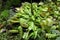 Venus fly trap flowers - carnivorous plants growing in soil in botanical garden - Dionaea Muscipula