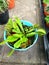 Venus fly trap in plant nursery