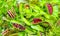 Venus flycatcher is a carnivorous plant. Terrarium with green plants.