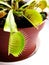 Venus flytrap