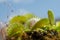 Venus flytrap also referred to as Venus`s flytrap or Venus` flytrap, Dionaea muscipula
