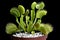 Venus flytrap - carnivorous plant