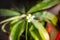 Venus flytrap carnivorous plant flower close-up view