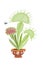 Venus flytrap dangerous predatory plant botany new