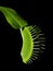 Venus Flytrap - Dionaea Muscipula