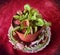Venus flytrap Dionaea muscipula carnivorous houseplant