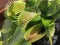 Venus flytrap Dionaea muscipula - carnivorous plant