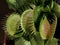 Venus flytrap Dionaea muscipula - carnivorous plant