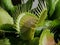 Venus flytrap Dionaea muscipula - carnivorous plant
