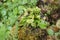 Venus flytrap or Dionaea muscipula is carnivorous plant, Insect-catch plant. Snap traps.