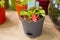 Venus Flytrap, Dionaea muscipula in a decorative flowerpot