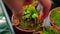 Venus flytrap Dionaea Muscipula excited with a finger and she attacks a person