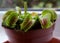 Venus flytrap Dionaea muscipula in a pot