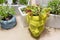 Venus Flytrap, Dionaea muscipula in a stylish decorative flowerpot
