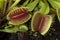 Venus flytrap, Dionaea muscipula, subtropical carnivorous plant