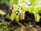 Venus flytrap ,Insectivorous plants ,Low Giant ,Dionaea muscipula ,needle-like-teeth