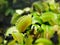 Venus flytrap ,Insectivorous plants ,Low Giant ,Dionaea muscipula ,needle-like-teeth