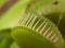 Venus flytrap macro