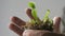 Venus flytrap plant