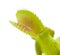 Venus flytrap plant