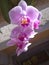 Venus kiss, pink orchid in blossom in city terrace garden Belgrade Serbia