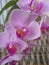 Venus kiss, pink orchid in blossom in city terrace garden Belgrade Serbia