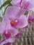 Venus kiss, pink orchid in blossom in city terrace garden Belgrade Serbia