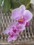 Venus kiss, pink orchid in blossom in city terrace garden Belgrade Serbia