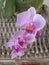 Venus kiss, pink orchid in blossom in city terrace garden Belgrade Serbia