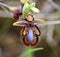 Venus Mirror Orchid Ophrys speculum.
